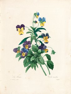 Pansy, Langlois tarafından 